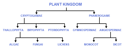 NEET Biology - Plant Kingdom- Study Notes