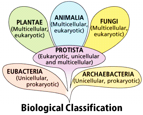 NEET Biology - Biological Classification- Study Notes