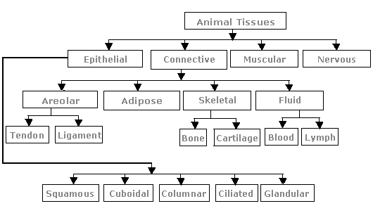 NEET Biology - Structural Organization in Animals- Study Notes