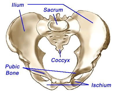 15. Bones of pelvic girdle.