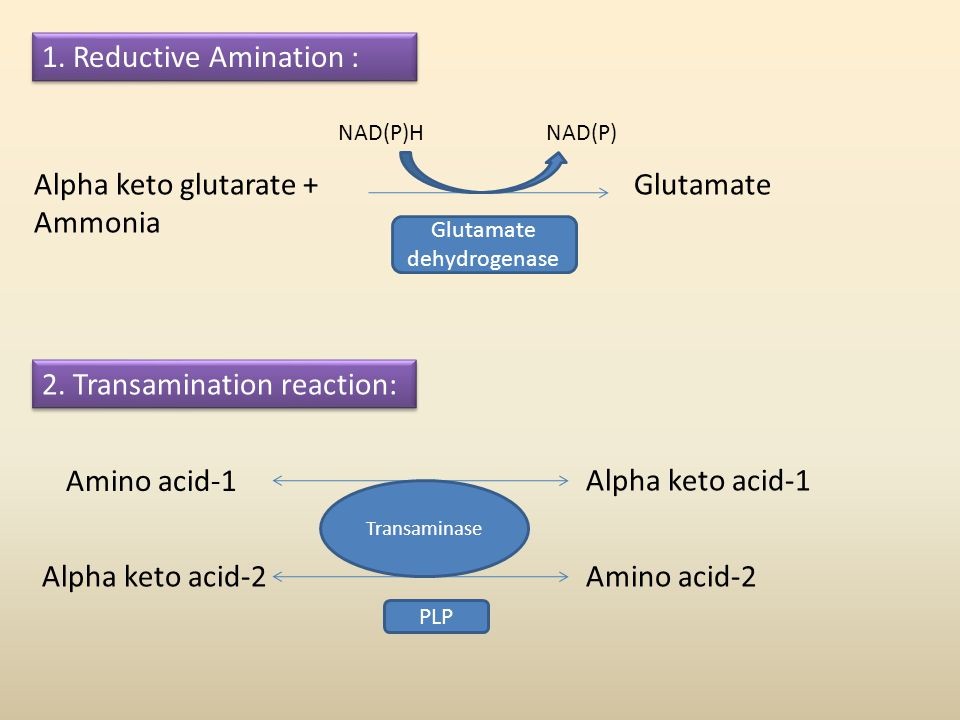 NEET Biology Mineral Nutrition Study Notes