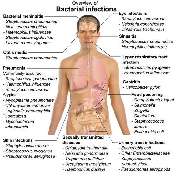NEET Biology Human Health and Diseases Study Notes IBDP,MYP,AP,DSAT..
