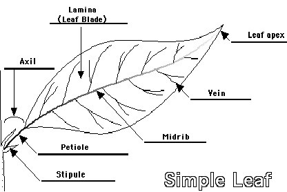 NEET Biology - Morphology of Flowering Plants- Study Notes - eLearning ...