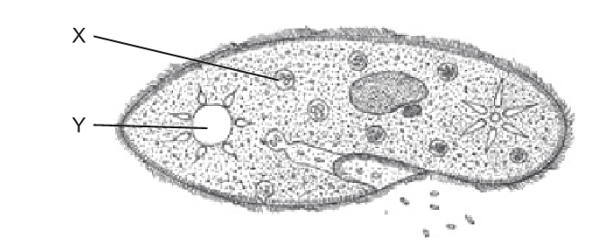 IB DP Biology Topic 1: Cell biology 1.2 Ultrastructure of 