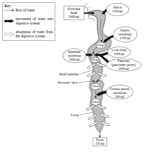 IB DP Biology Topic 6 Human physiology 6.1 Digestion and absorption