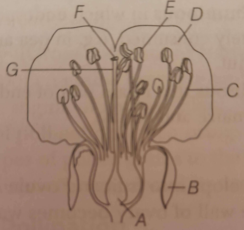 sexual reproduction in flowering plants mcq