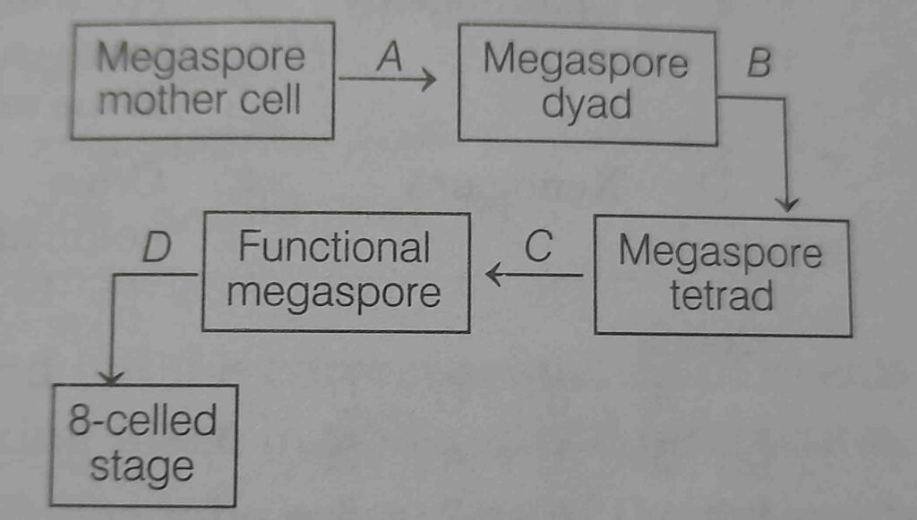 sexual reproduction in flowering plants mcq