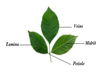 Parts Of Plants