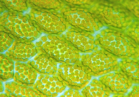 Plant cells with visible chloroplasts. The chloroplasts are the roundish, bright green ovals (Source Dr. phil.nat Thomas Geier, Fachgebiet Botanik der Forschungsanstalt Geisenheim 
