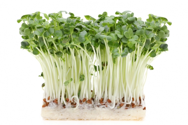 These radish sprouts are very tall and thin because they are competing for resources 