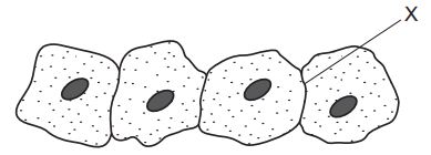iGCSE Biology (0610) 2.1 Cell structure iGCSE Style Questions Paper 1