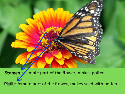 pollination_process
