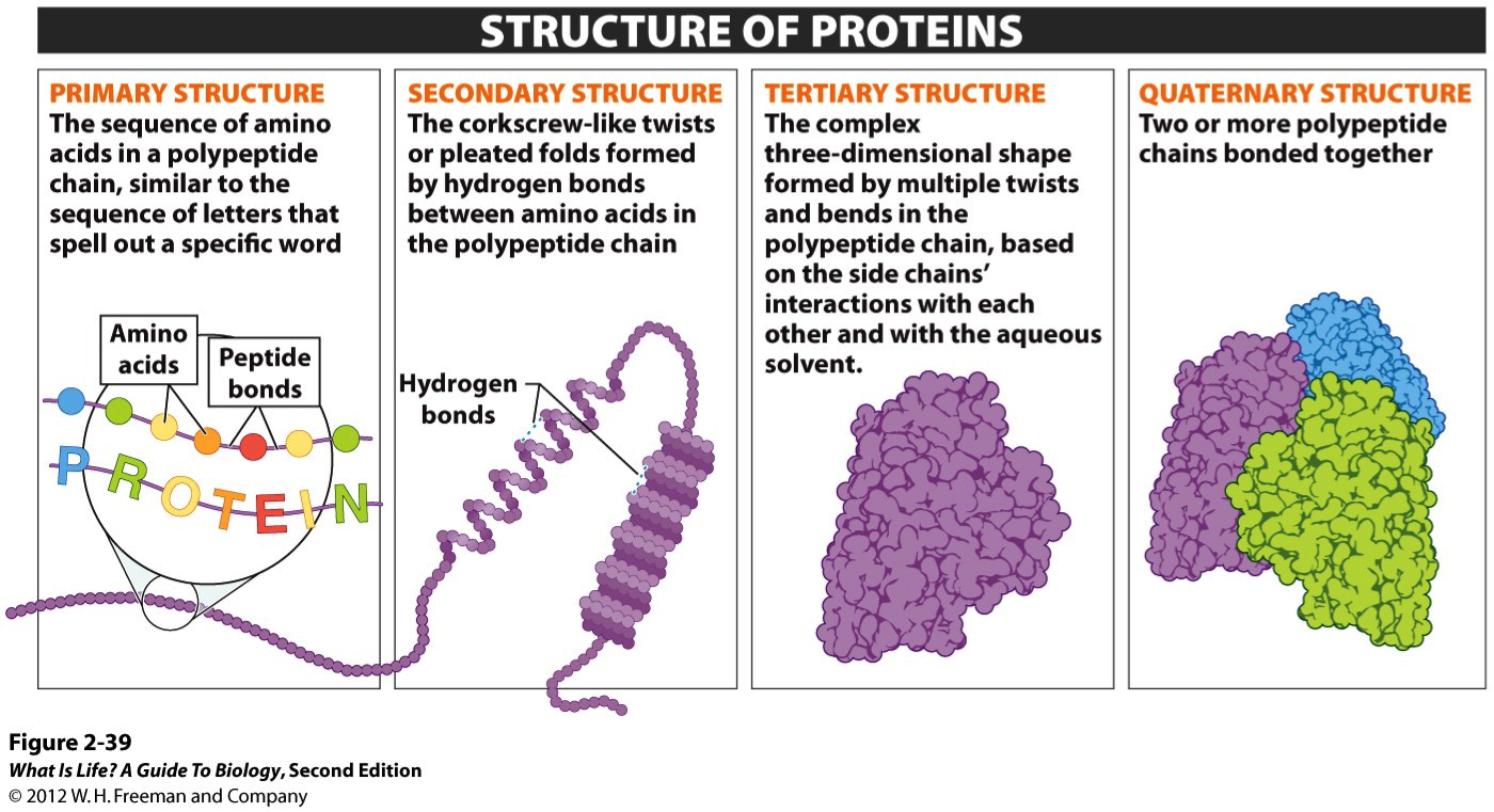 Of each level of the. Tertiary structure of Protein. Primary structure of Protein. Secondary structure of Protein. Structure of Protein Primary and secondary.