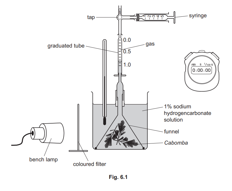 iGCSE Biology (0610)6.1 Photosynthesis iGCSE Style Questions Paper 4