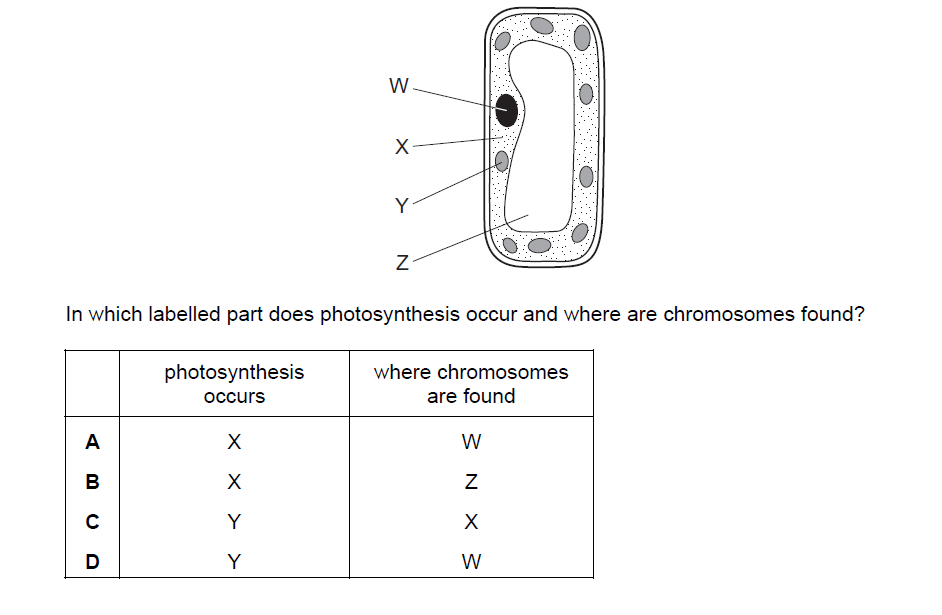 iGCSE Biology (0610)  Cell structure iGCSE Style Questions Paper 1