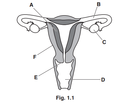 iGCSE Biology (0610)-16.4 Sexual reproduction in humans - iGCSE Style