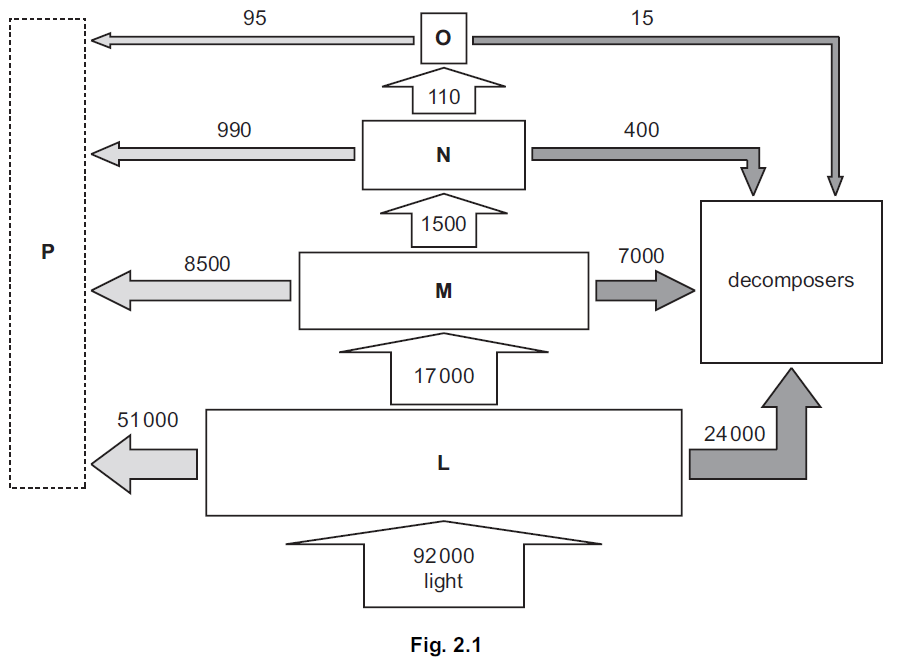 iGCSE Biology (0610)19.2 Food chains and food webs iGCSE Style