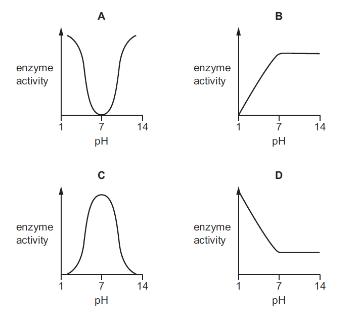 iGCSE Biology (0610)5.1 Enzymes iGCSE Style Questions Paper 1