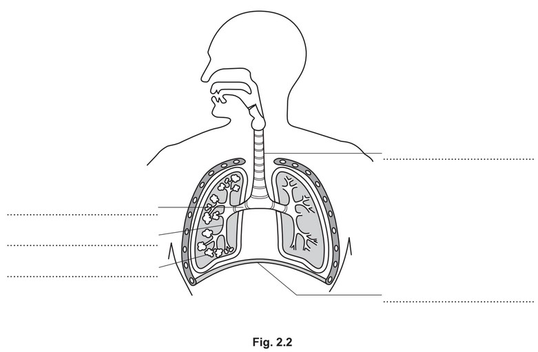 iGCSE Biology (0610)11.1 Gas exchange in humans iGCSE Style