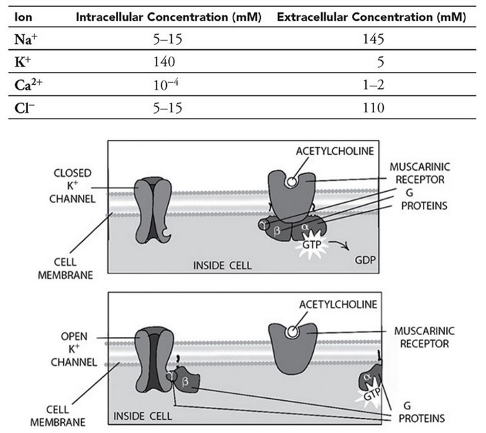 AP Biology 4.3 Signal Transduction Exam Style questions with Answer