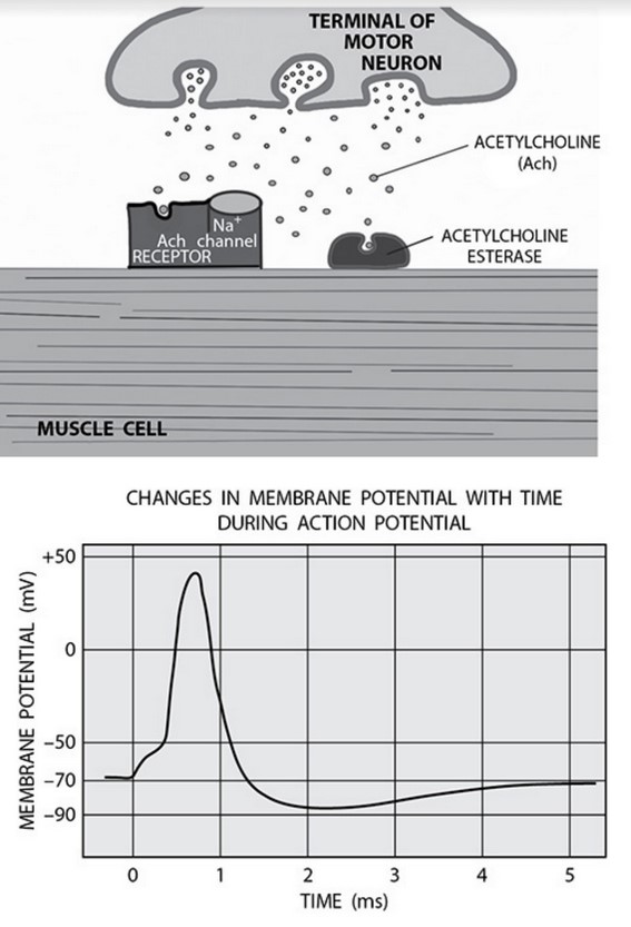 AP Biology 4.3 Signal Transduction Exam Style questions with Answer