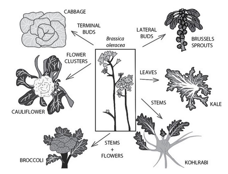 AP Biology 7.3 Artificial Selection Exam Style questions with Answer