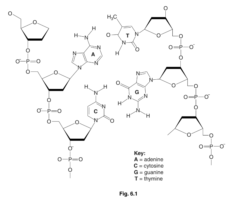 A Level Biology 6 1 Structure Of Nucleic Acids And Replication Of DNA