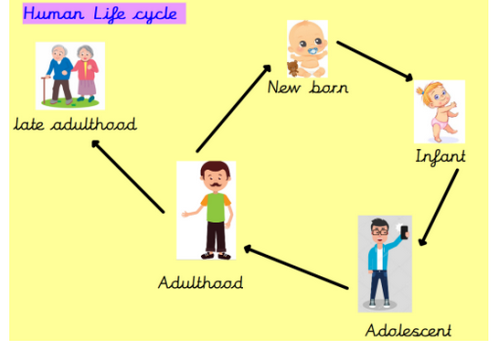 Life Cycle Of A Human For Kids