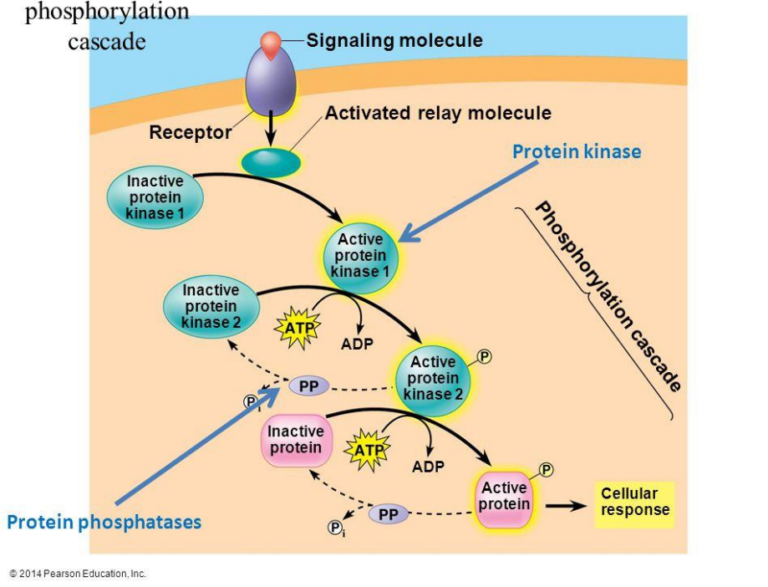 AP BiologyUNIT II Cells Study Notes IBDP,MYP,AP,DSAT..