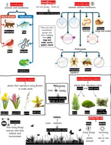 Year 4 Science: use classification keys to group living things-Study ...