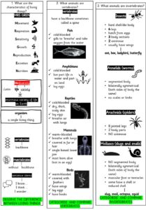 Year 4 Science: use classification keys to group living things-Study ...