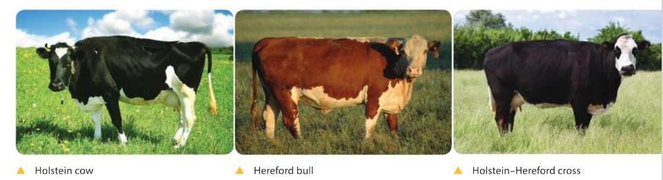 MYP Biology Genetic Modification