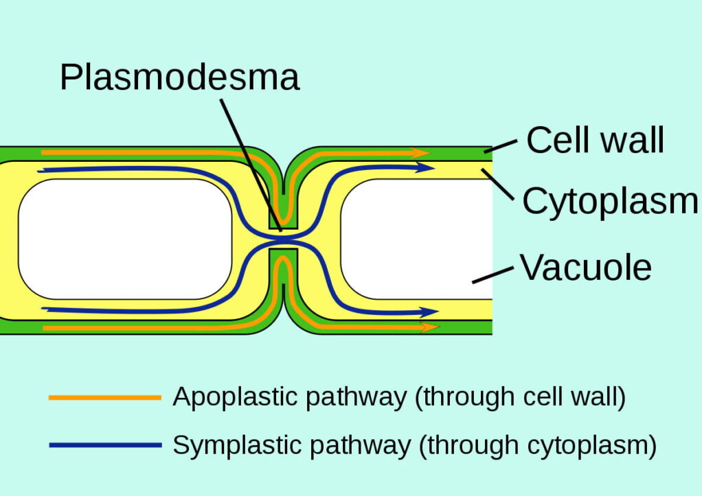 IB DP Biology 1.2 Ultrastructure of cells Question Bank SL Paper 1