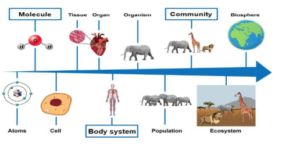 IB MYP Biology : Evolution - biodiversity Practice Question