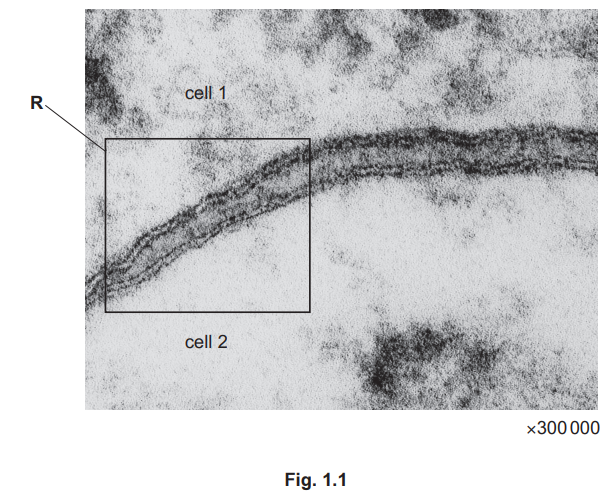 Transmission Electron Micrograph