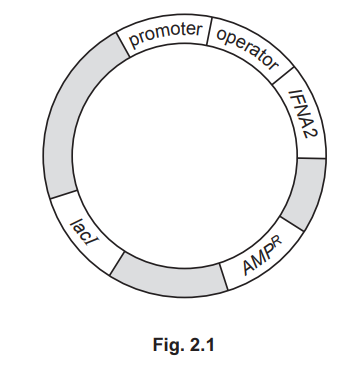 Recombinant Plasmid Diagram