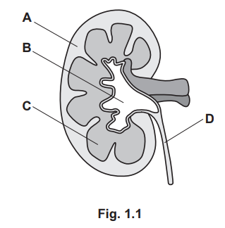 Longitudinal Section of Human Kidney