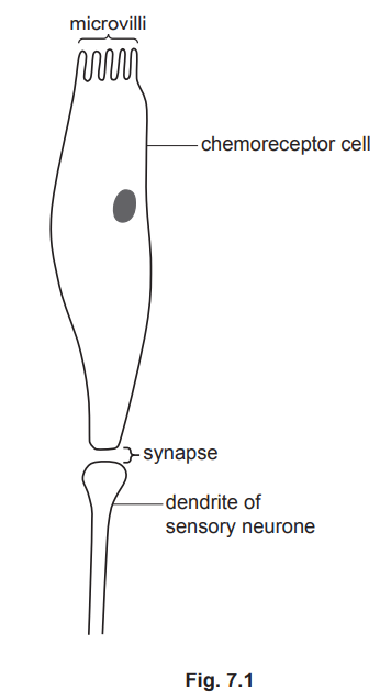 Synapse Diagram