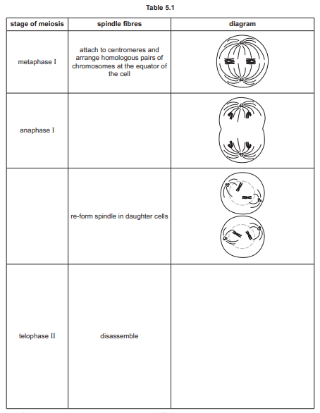 Meiosis Stages Table
