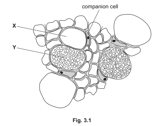Phloem Tissue Diagram