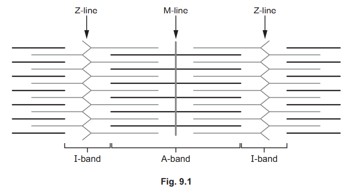 Relaxed Sarcomere Diagram