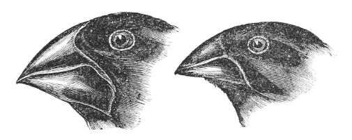 finch beak variation