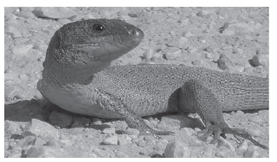 Balkan green lizard comparison