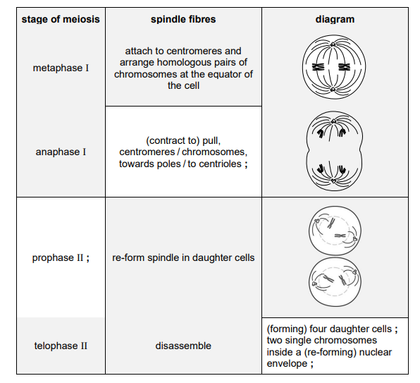 Completed Meiosis Table