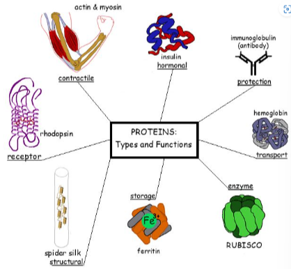 IB DP Biology Proteins Study Notes
