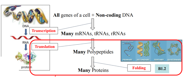 IBDP Biology 2025 SL&HL: D2.2 Gene expression Study Notes