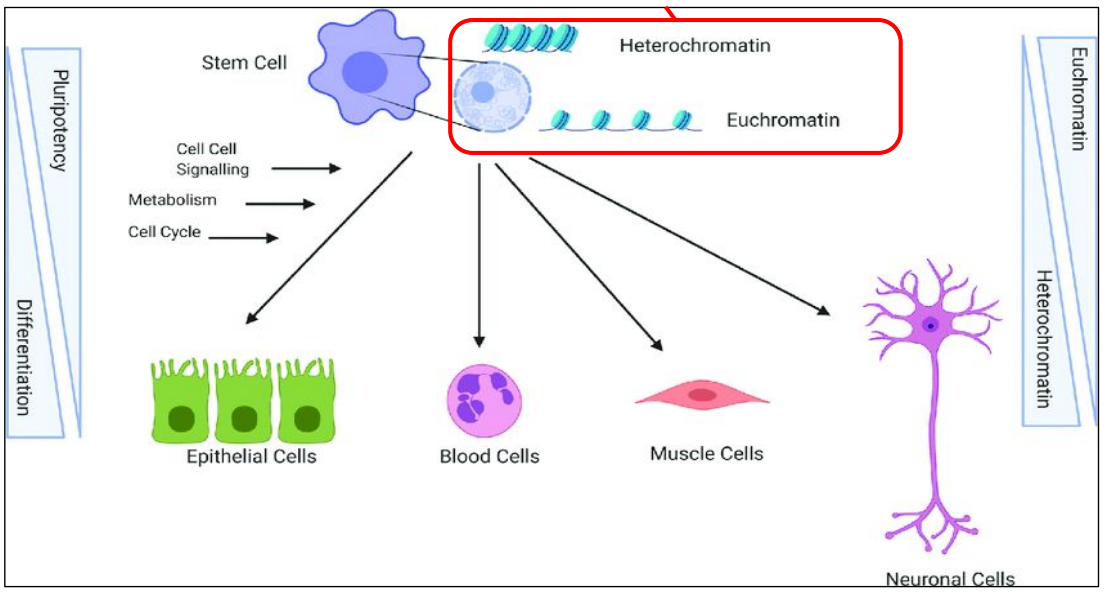IBDP Biology 2025 SL&HL: D2.2 Gene expression Study Notes
