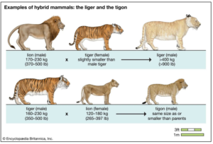 IBDP Biology 2025 SL&HL: D2.2 Gene expression Study Notes