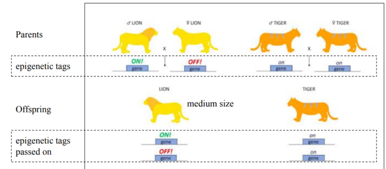 IBDP Biology 2025 SL&HL: D2.2 Gene expression Study Notes