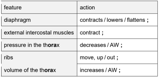 Breathing system actions
